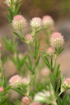 Trifolium arvense