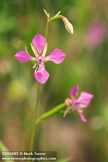 Clarkia rhomboidea