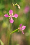 Common Clarkia blossom