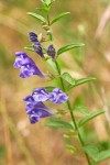 Narrow-leaf Skullcap