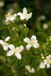 Mock Orange blossoms & foliage