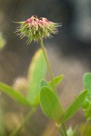 Tree Clover blossoms & foliage detail