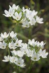 Triteleia hyacinthina