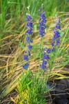 Delphinium burkei