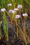 Allium amplectens