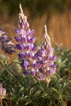 Desert Lupine blossoms & foliage in early morning light