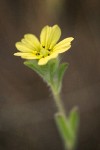 Lemon-scented Tarweed blossom detail