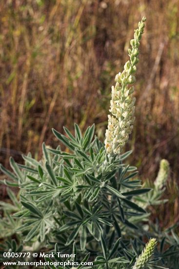 Lupinus leucophyllus