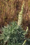 Lupinus leucophyllus