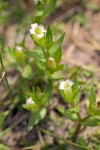 Bractless Hedge-hyssop