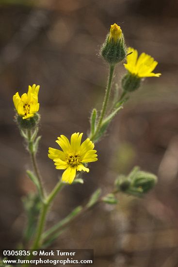 Madia gracilis