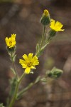 Common Tarweed blossoms