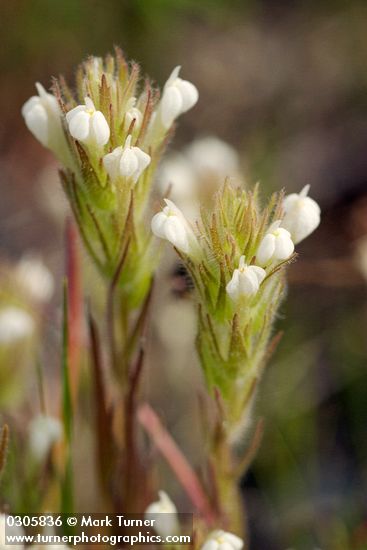 Castilleja tenuis (Orthocarpus hispidus)