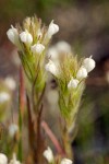 Castilleja tenuis