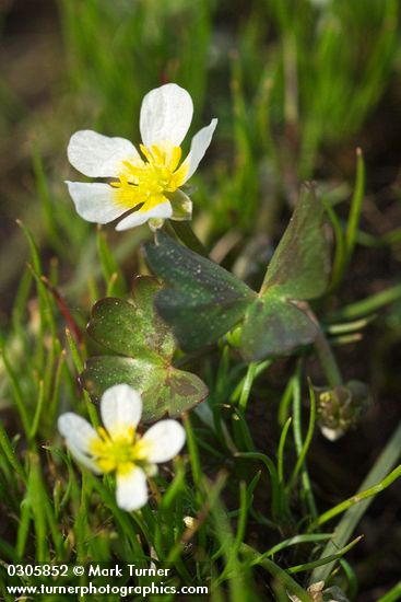 Ranunculus aquatilis