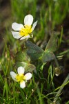 Ranunculus aquatilis