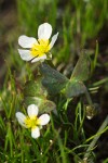 White Water Buttercup blossoms & foliage detail