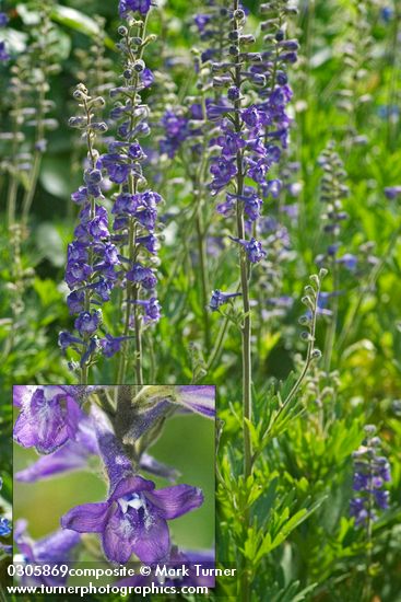 Delphinium multiplex