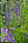 Delphinium multiplex