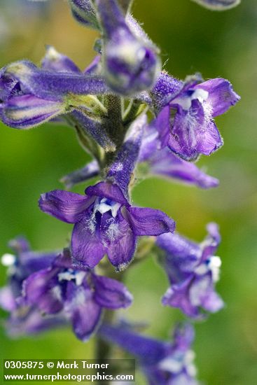 Delphinium multiplex