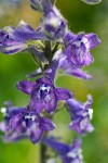 Kittitas Larkspur blossoms detail