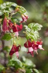 Gummy Gooseberry blossoms & foliage detail