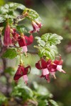 Ribes lobbii