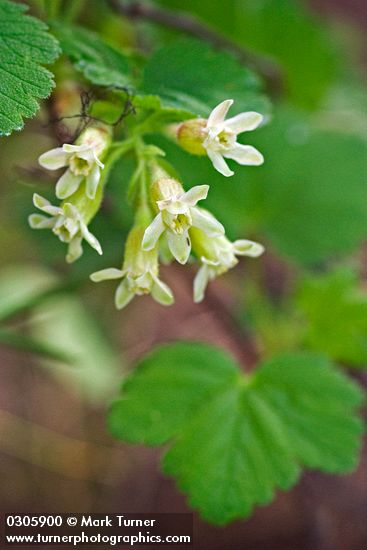 Ribes viscosissimum