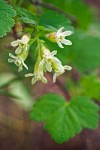 Sticky Currant blossoms & foliage detail