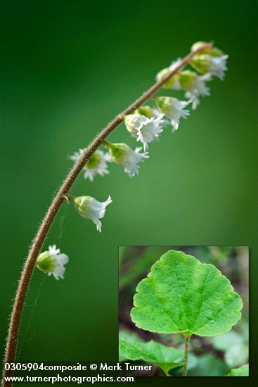 Mitella trifida