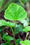 Three-toothed Mitrewort basal foliage detail