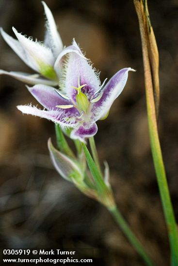 Calochortus lyallii