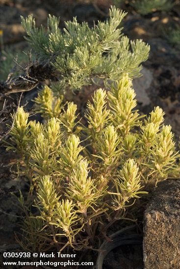 Castilleja thompsonii