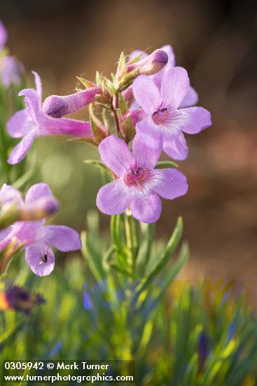 Penstemon gairdneri