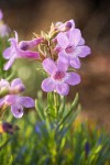 Rock Penstemon blossoms detail