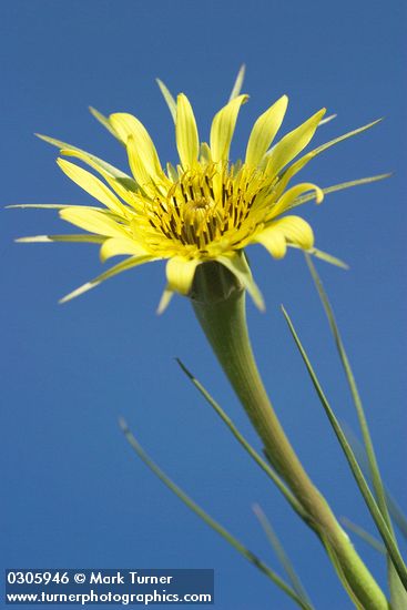 Tragopogon dubius