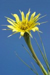 Yellow Salsify blossom against blue sky