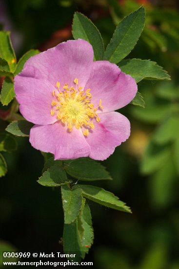 Rosa woodsii var. ultramontana