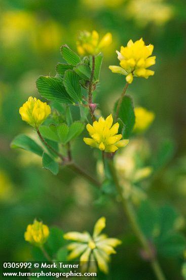 Trifolium dubium