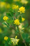 Small Hop Clover blossoms & foliage detail