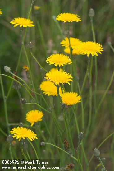 Hypochaeris radicata