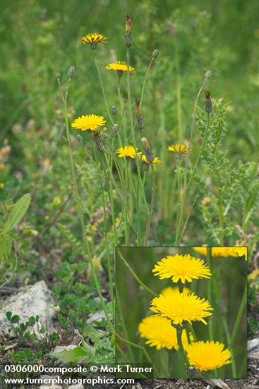 Hypochaeris radicata