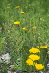 Hairy Cat's Ear