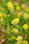 Field Clover blossoms & foliage detail