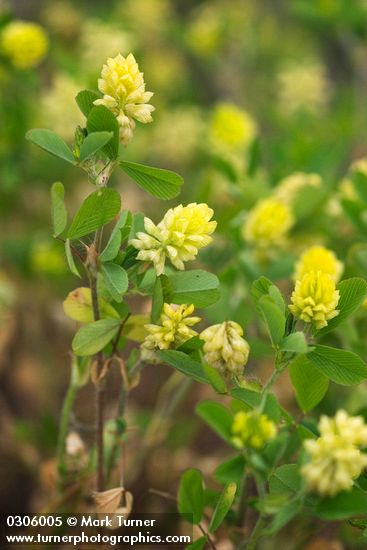 Trifolium campestre (T. procumbens)