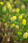 Field Clover blossoms & foliage detail