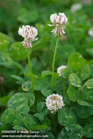 Trifolium repens