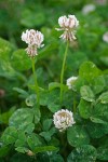 White Clover blossoms & foliage