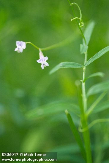 Vicia hirsuta