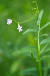 Hairy Vetch blossoms & foliage detail